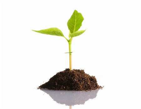 seed growing in soil - Plant isolated on white background Stock Photo - Budget Royalty-Free & Subscription, Code: 400-05744572