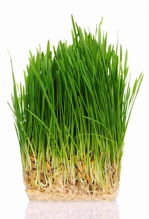 Green grass in soil isolated on white background Stock Photo - Budget Royalty-Free & Subscription, Code: 400-05744581