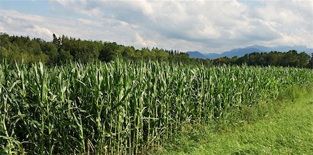 seed growing in soil - Plantation of Fodder Corn in Southern Bavaria, Germany Stock Photo - Budget Royalty-Free & Subscription, Code: 400-05745108