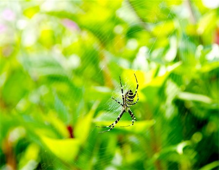Spider Argiope bruennichi on web Stock Photo - Budget Royalty-Free & Subscription, Code: 400-05745362