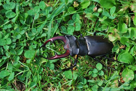 big brown stag beetle crawling into the meadow Stock Photo - Budget Royalty-Free & Subscription, Code: 400-05745475