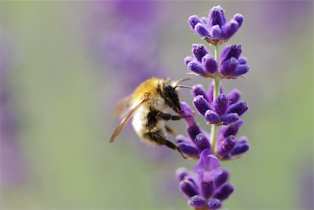 little bumblebee flying sucks and sits on lavender bloom Stock Photo - Budget Royalty-Free & Subscription, Code: 400-05745476