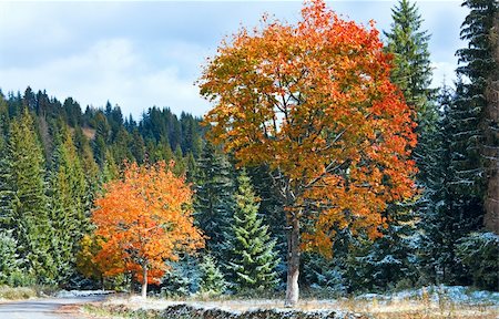 First winter snow and autumn colorful foliage near mountain secondary road (Carpathian, Ukraine) Stock Photo - Budget Royalty-Free & Subscription, Code: 400-05745585