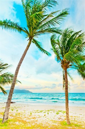 simsearch:400-05741371,k - Two palmtree on the beach at sunset time Stock Photo - Budget Royalty-Free & Subscription, Code: 400-05745594