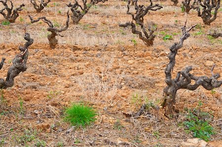 simsearch:400-05711931,k - Rows of Vines on The Field in Spain in Early Spring Stock Photo - Budget Royalty-Free & Subscription, Code: 400-05745677