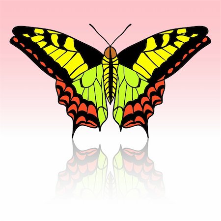 simsearch:400-05706564,k - Beautiful tropical butterfly. Vector illustration. Stock Photo - Budget Royalty-Free & Subscription, Code: 400-05746396