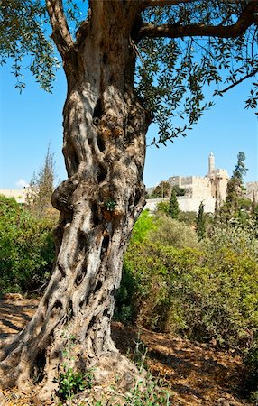 statue of david - The Old Olive Tree on the Background of the Ancient Walls of Jerusalem Stock Photo - Budget Royalty-Free & Subscription, Code: 400-05746536