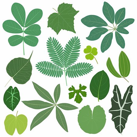 simsearch:400-04701752,k - A set of tropical leaves in color. Photographie de stock - Aubaine LD & Abonnement, Code: 400-05746650