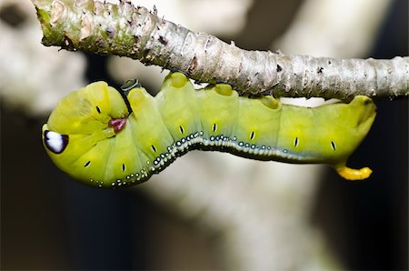 worm in green nature or in the garden Stock Photo - Budget Royalty-Free & Subscription, Code: 400-05747092
