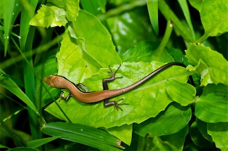 skink - Skink in garden or in green nature Photographie de stock - Aubaine LD & Abonnement, Code: 400-05747168