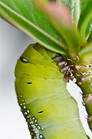 worm in green nature or in the garden Stock Photo - Budget Royalty-Free & Subscription, Code: 400-05747172