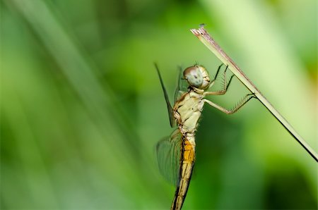 simsearch:400-04710191,k - dragonfly in garden or in green nature Stock Photo - Budget Royalty-Free & Subscription, Code: 400-05747187