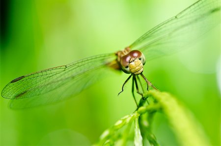 simsearch:400-04710191,k - dragonfly in garden or in green nature Stock Photo - Budget Royalty-Free & Subscription, Code: 400-05747181