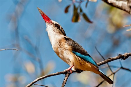 Grey Headed Kingfisher in softlight against blue sky Stock Photo - Budget Royalty-Free & Subscription, Code: 400-05742396