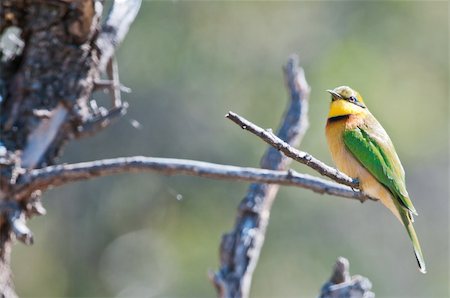 Little Bee Eater on a branch Stock Photo - Budget Royalty-Free & Subscription, Code: 400-05742397