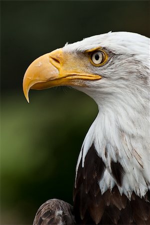 eagle face - Bald Eagle Posing staring at prey Photographie de stock - Aubaine LD & Abonnement, Code: 400-05742393