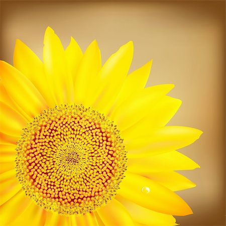 simsearch:400-05671297,k - Vintage Sunflower And Old Paper, Vector Illustration Stock Photo - Budget Royalty-Free & Subscription, Code: 400-05742474