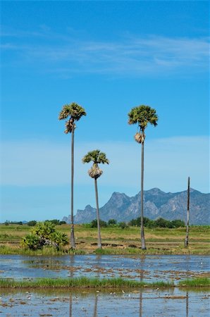 simsearch:841-03672349,k - coconut trees Stock Photo - Budget Royalty-Free & Subscription, Code: 400-05743055