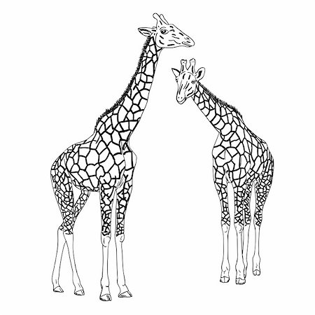 Two giraffes. Vector illustration. Stock Photo - Budget Royalty-Free & Subscription, Code: 400-05743591