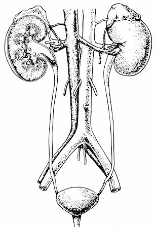 digestive system - Human urinary system isolated on white background Foto de stock - Super Valor sin royalties y Suscripción, Código: 400-05743615