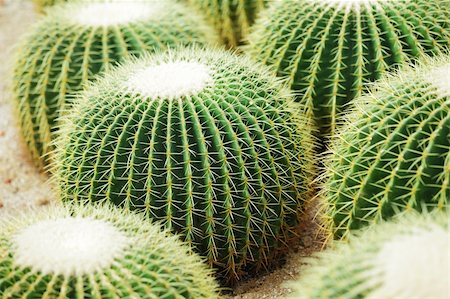 Cactus Stock Photo - Budget Royalty-Free & Subscription, Code: 400-05754734