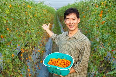 successful asian farmer holding tomato on his farm Stock Photo - Budget Royalty-Free & Subscription, Code: 400-05755153