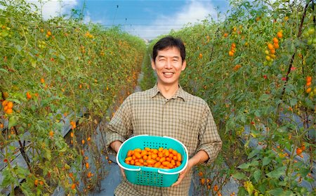 middle aged happy  asian farmer holding tomato on his farm Stock Photo - Budget Royalty-Free & Subscription, Code: 400-05755195