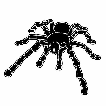 Tattoo of black widow isolated on white background. Stock Photo - Budget Royalty-Free & Subscription, Code: 400-05755203