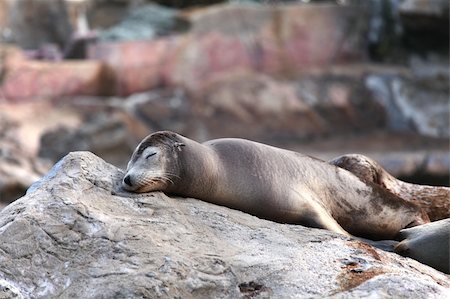 simsearch:400-04533218,k - sea lion Stock Photo - Budget Royalty-Free & Subscription, Code: 400-05751758