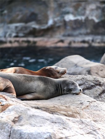 simsearch:400-04533218,k - sea lion sleeping Stock Photo - Budget Royalty-Free & Subscription, Code: 400-05751759