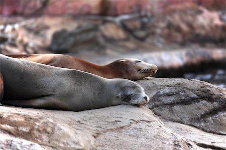 simsearch:700-00164988,k - sea lion sleeping Stock Photo - Budget Royalty-Free & Subscription, Code: 400-05751760