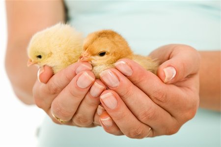 Spring chickens in woman hand - new life concept, closeup Stock Photo - Budget Royalty-Free & Subscription, Code: 400-05752342
