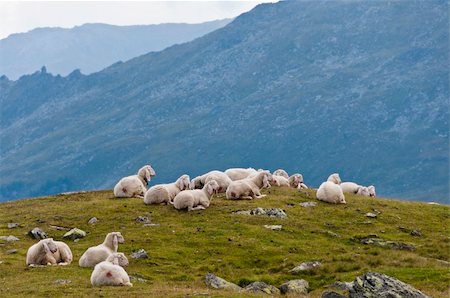 simsearch:400-05724021,k - Sheep sitting on a alpine mountain pasture Stock Photo - Budget Royalty-Free & Subscription, Code: 400-05752653
