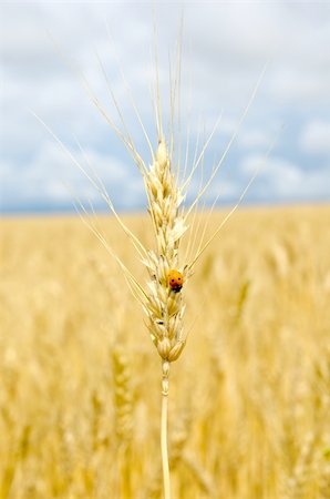 simsearch:400-05311898,k - ears of wheat with bug Stock Photo - Budget Royalty-Free & Subscription, Code: 400-05753140