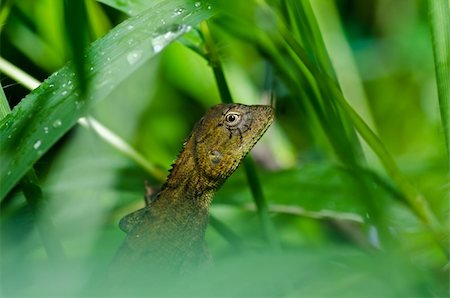 simsearch:400-05181065,k - Lizard in green nature or in park or in the garden Stock Photo - Budget Royalty-Free & Subscription, Code: 400-05753963