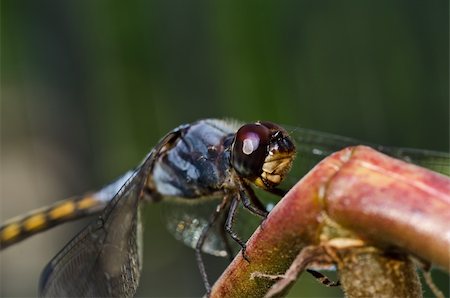 simsearch:400-04710191,k - dragonfly in garden or in green nature Stock Photo - Budget Royalty-Free & Subscription, Code: 400-05753980