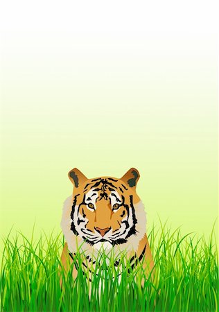 Vector illustration of tiger Stock Photo - Budget Royalty-Free & Subscription, Code: 400-05875353