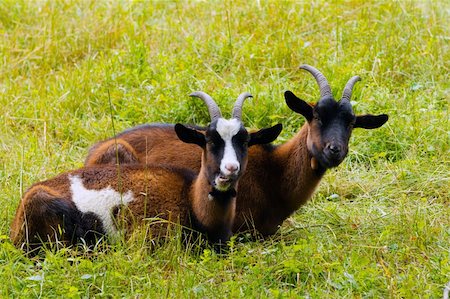 simsearch:400-05294140,k - She-goats on a green meadow Stock Photo - Budget Royalty-Free & Subscription, Code: 400-05875623