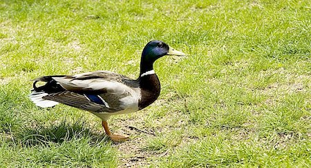 drake - Duck standing on one leg on a green meadow Stock Photo - Budget Royalty-Free & Subscription, Code: 400-05875887