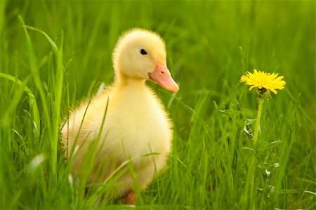 Little yellow duckling on the green grass Stock Photo - Budget Royalty-Free & Subscription, Code: 400-05876902