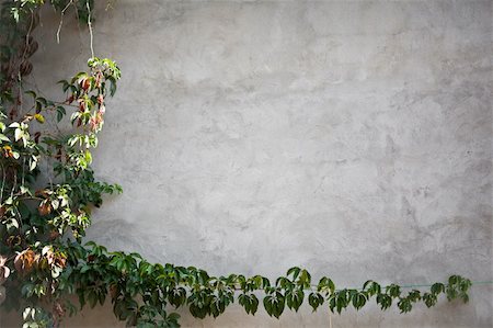 wall with leaves of grape Stock Photo - Budget Royalty-Free & Subscription, Code: 400-05876903