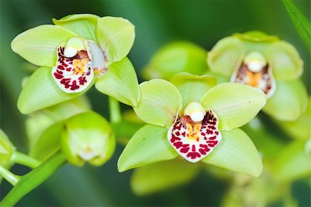 simsearch:649-07648640,k - Branch of green orchid flower in glasshouse Stock Photo - Budget Royalty-Free & Subscription, Code: 400-05877075