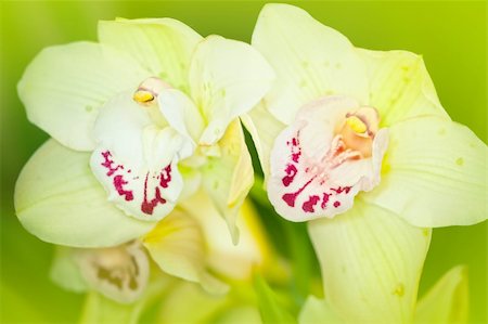 simsearch:649-07648640,k - Branch of green orchid flower in glasshouse Stock Photo - Budget Royalty-Free & Subscription, Code: 400-05877086