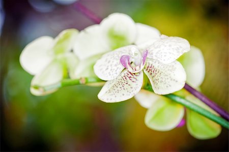 simsearch:649-07648640,k - Branch of green orchid flower in glasshouse Stock Photo - Budget Royalty-Free & Subscription, Code: 400-05877095
