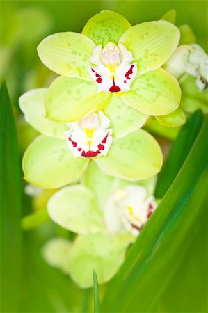 simsearch:649-07648640,k - Branch of green orchid flower in glasshouse Stock Photo - Budget Royalty-Free & Subscription, Code: 400-05877096