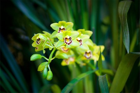 simsearch:649-07648640,k - Branch of green orchid flower in glasshouse Stock Photo - Budget Royalty-Free & Subscription, Code: 400-05877092