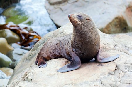 simsearch:700-00164988,k - A Hooker's Seal Lion resting on a rock on the New Zealand coast. Stock Photo - Budget Royalty-Free & Subscription, Code: 400-05877805