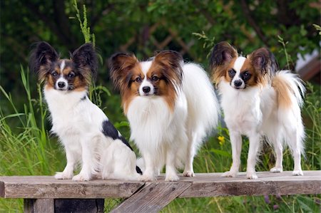 simsearch:400-06641109,k - Three dog breeds Papillon sitting on the bench Stock Photo - Budget Royalty-Free & Subscription, Code: 400-05877870
