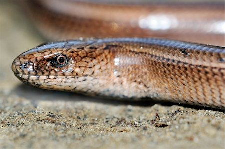 simsearch:400-05338354,k - Slow worm lizard on sand close view Stock Photo - Budget Royalty-Free & Subscription, Code: 400-05878155