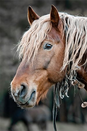 simsearch:400-05745462,k - A beautiful horse in the countryside Stock Photo - Budget Royalty-Free & Subscription, Code: 400-05878299